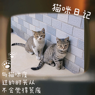 翻车了！牵引不了猫咪的猫咪牵引绳