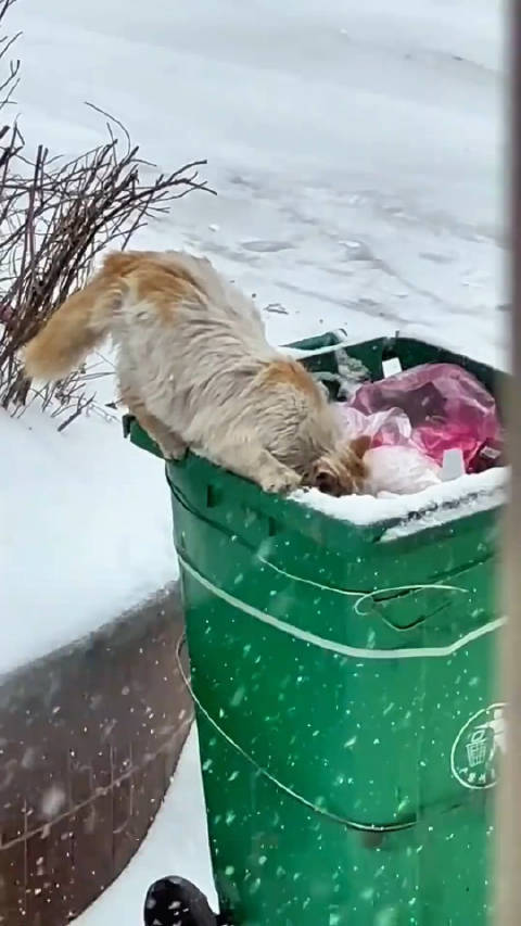 冬季生死关头：流浪猫期待心软天使现身