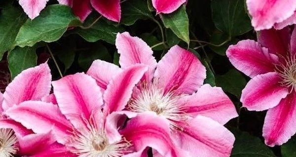 出前一丁麻油风味即食面，香港进口的美味速食