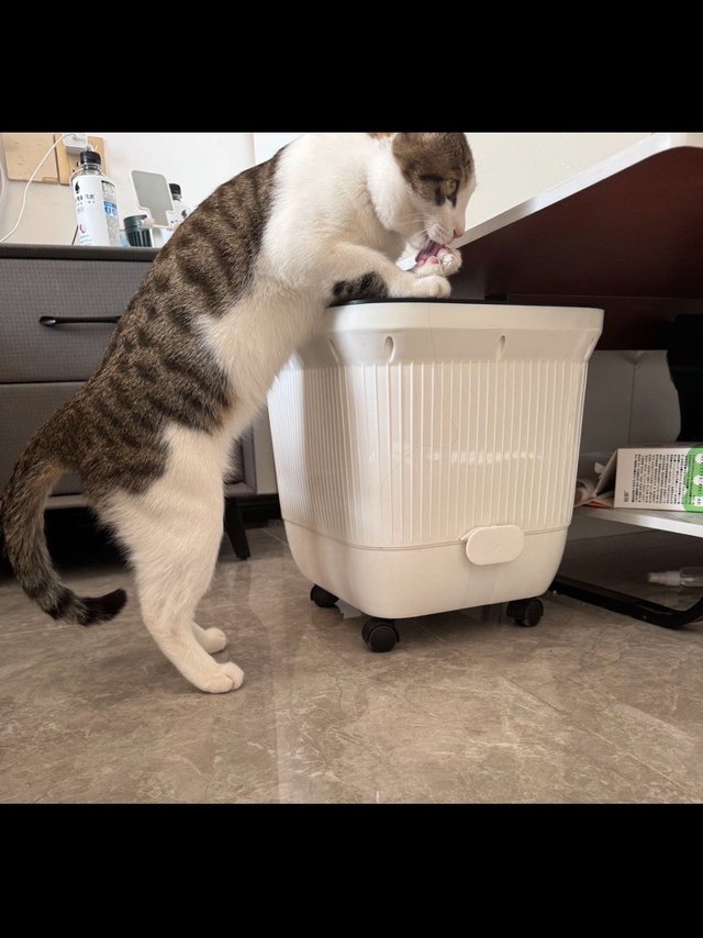 猫咪爱用！憨仕白茶豆腐猫砂，真的好用吗？