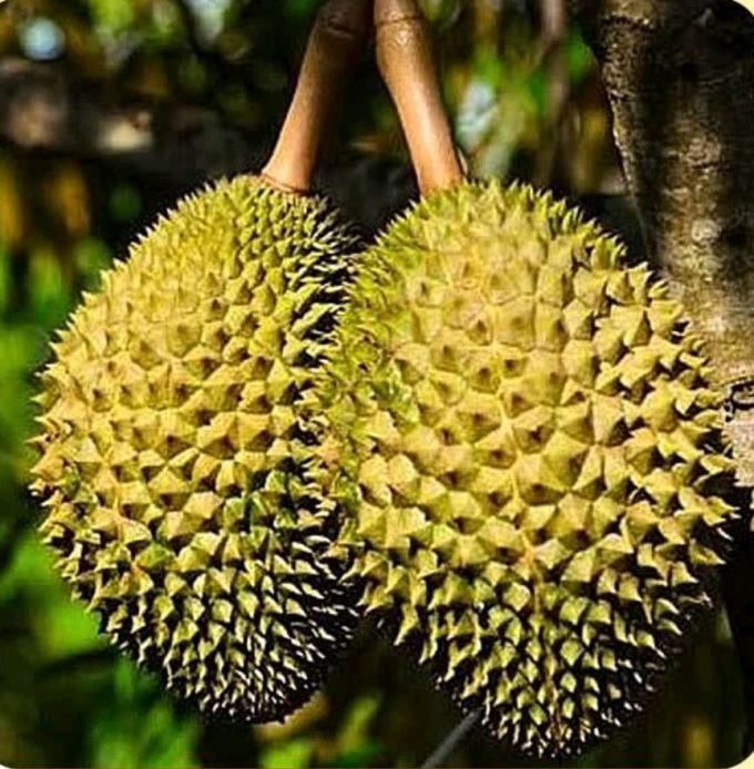 春江月蜜饯果脯