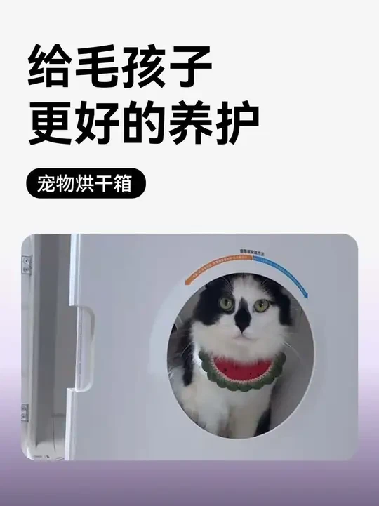 给毛孩子更好的养护 #猫咪洗护 #猫洗澡 #猫咪烘干箱 #铲屎官的乐趣 #谁还不是只爱干净的猫猫了