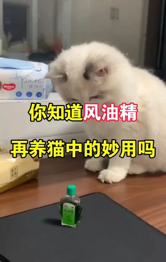 你知道风油精在养猫中的妙用吗#养猫小知识#养猫经验分享#猫咪驱虫#猫