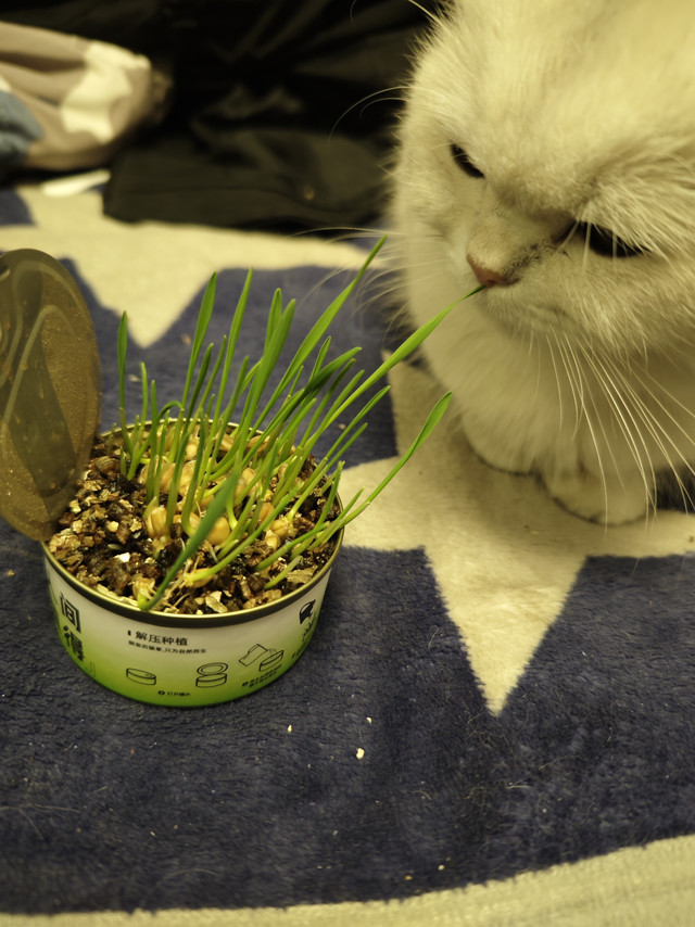 我买的猫草罐已经发芽了