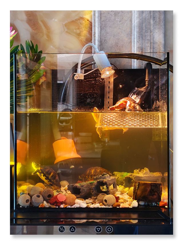 过年了，给龟龟安个新家