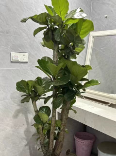 🌱绿植新宠儿！告别绿萝，拥抱琴叶榕的清新与雅致
