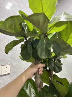 🌱绿植新宠儿！告别绿萝，拥抱琴叶榕的清新与雅致