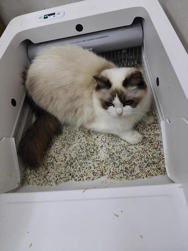 一周一半时间单独把猫留在家可行吗？