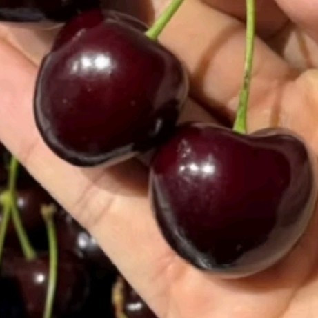 🎁优圣园金奖车厘子，年货节送礼首选！🍒