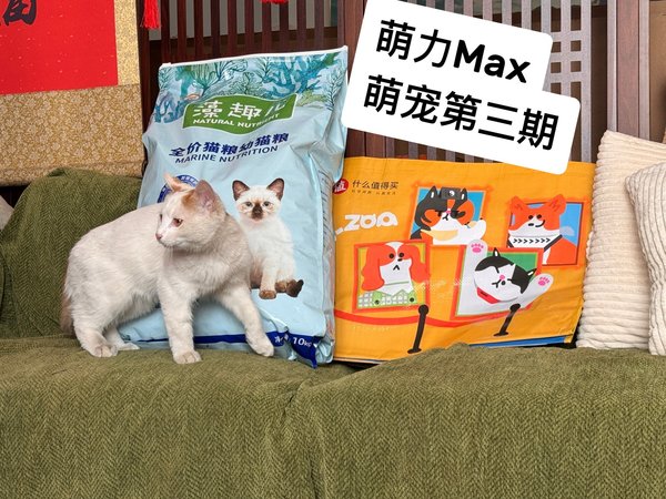 萌力Max第三期，财哥比前几天又长大了些