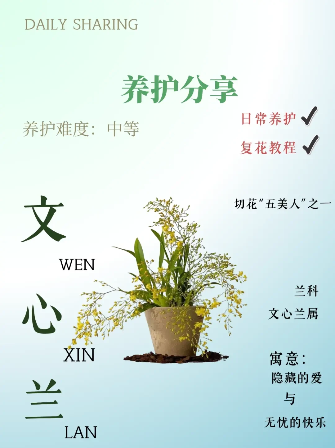 精选内容集|兰花养护 从湿度光照到施肥温度的全方位技巧