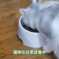 猫咪如何口腔清洁