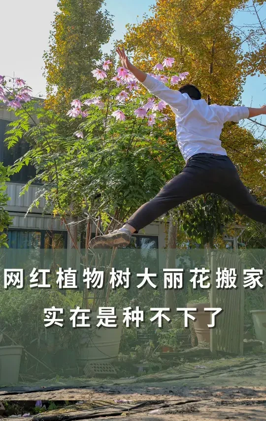 3米高树大丽，冬季搬家住大房子啦