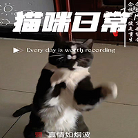 猫缘比较好 逗猫日常 奶牛猫就是精力旺盛 