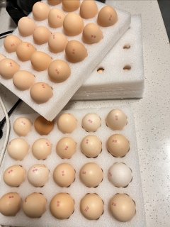每周几块钱吃40颗鸡蛋，畅吃也吃不完啊