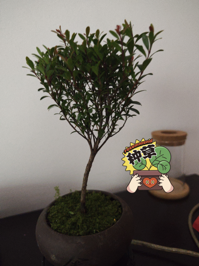 八芽盆栽