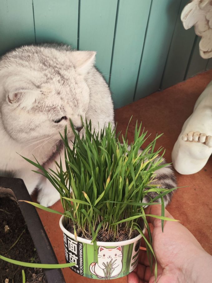猫薄荷