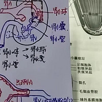 高子昂医编---就这么水灵灵的学完了医基口诀！