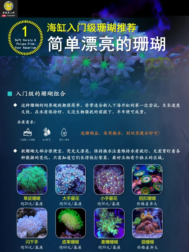 【海缸笔记】入门级的珊瑚组合