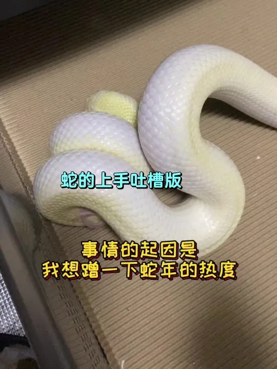 小蛇上手快速版（吐槽版）