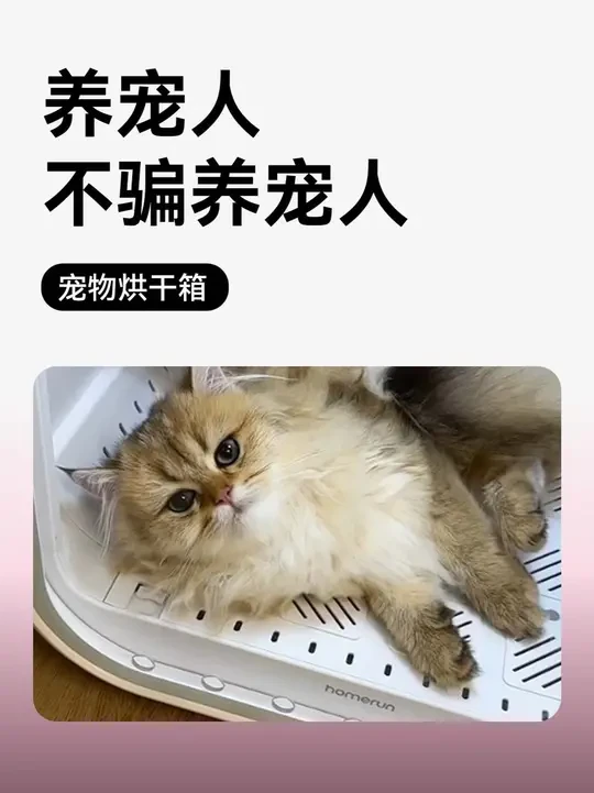 养宠人 不骗养宠人 #萌宠日常记录 #欢迎收看小猫洗澡日记 #新手养宠 #烘干箱