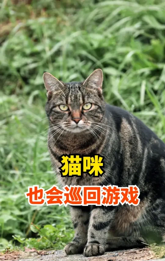 猫咪也会巡回游戏，骗人的吧？ #猫咪巡回游戏 #猫咪知识 #养猫经验 #猫咪知识科普 #猫咪巡回