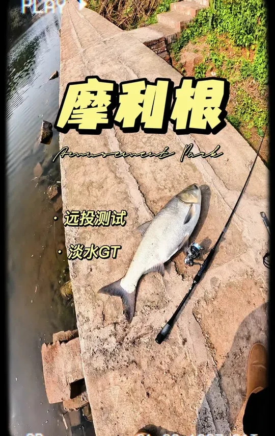 摩利根大战淡水GT、 初次体验！非常8错～hhhh@MORIGEN摩利根渔具（成都）有限公司运动户外专卖店 #摩利根#MORIGEN