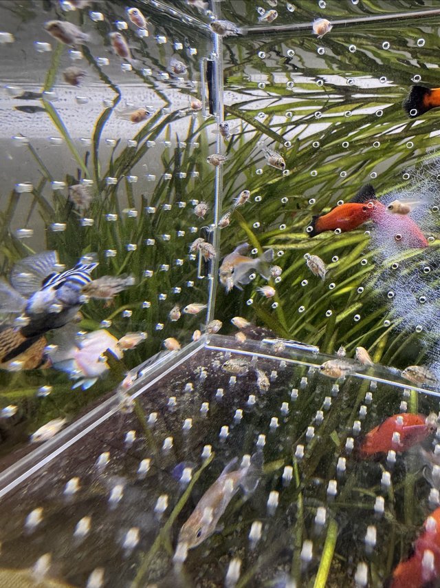 自己家里孵化的鹦鹉鱼小宝宝又长大啦