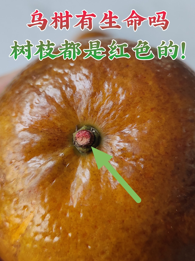 乌柑，谁研究出来的？——买年货，一定要有水果，乌柑，不合适