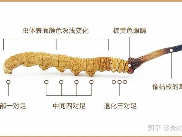 最近在准备年货送长辈，大家有什么推荐的滋补品？