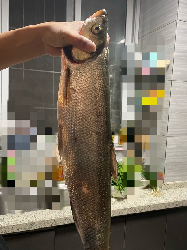 朋友钓上来近四斤多大白刁，大家觉得怎么做才好吃～