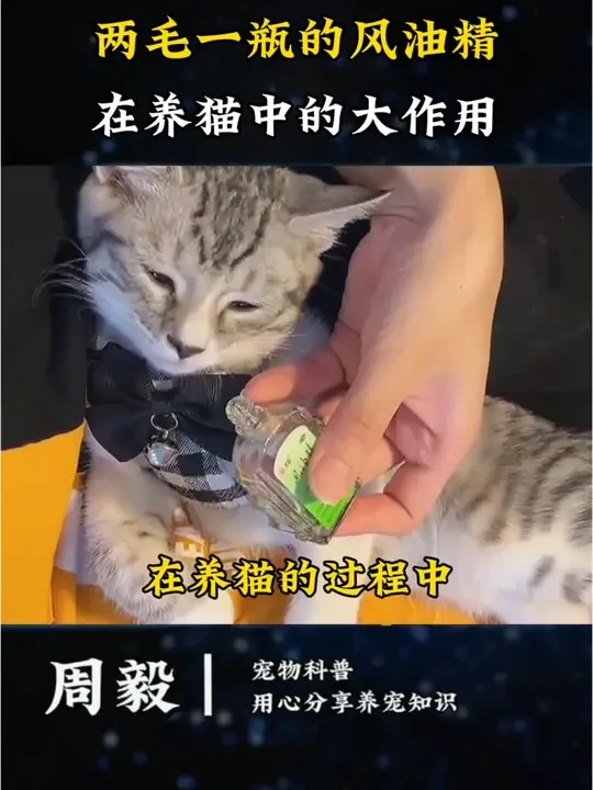#猫咪 #猫咪日常 #猫咪的迷惑行为 #记录猫咪日常 #新手养猫