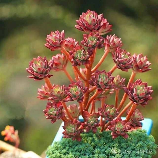 红色系多肉植物家居软装为新年增添一份喜庆