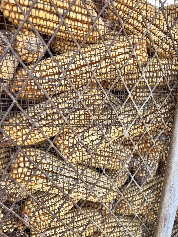 东北农村的玉米楼子有人见过吗?