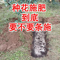 养花施肥，到底要不要条施？