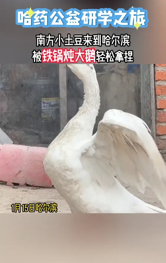 南方小朋友来哈尔滨研学，被铁锅炖大鹅轻松拿捏#哈药 #哈药公益 #哈药公益研学 #哈尔滨 #铁锅炖