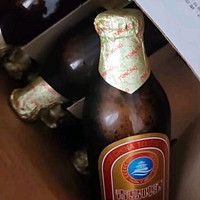 青岛啤酒（TsingTao）金质小棕金