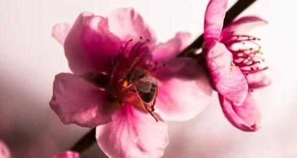 猫咪零食全知道 冻干猫草粒棒 罐头饼干的多样选择**