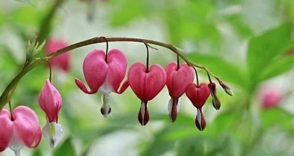 衣飞扬柔顺剂成分原理全解析 适用场景与常见问题答疑**