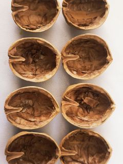 核桃果然还得是蛋壳核桃