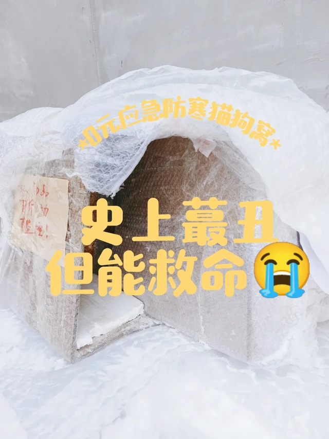 宠物也要过春节| 0元自制紧急防寒猫狗窝