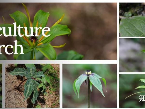 成都中医药大学药用植物功能物质与生物合成研究团队综述重楼属植物的药学与植物学研究进展