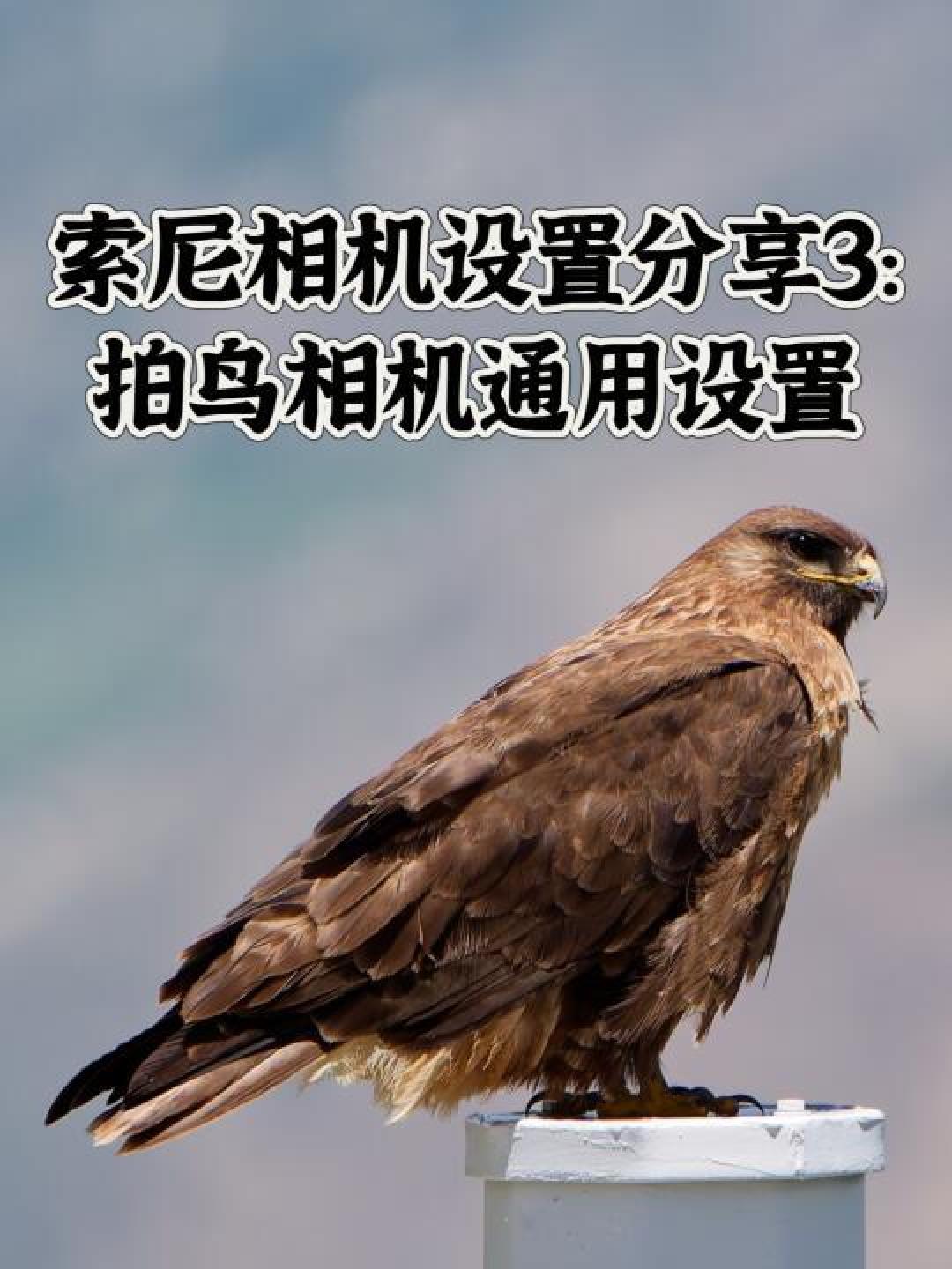 精选内容集|提升拍摄水平索尼相机设置技巧分享