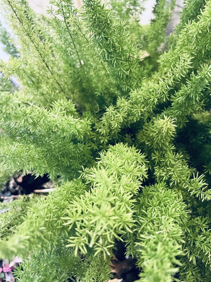 塔莎的花园盆栽