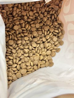 一坨圆猫的养成，必须是吃吃吃吃吃