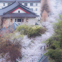 春日南京游：鸡鸣寺樱花、玄武湖花海与历史名胜一日探秘