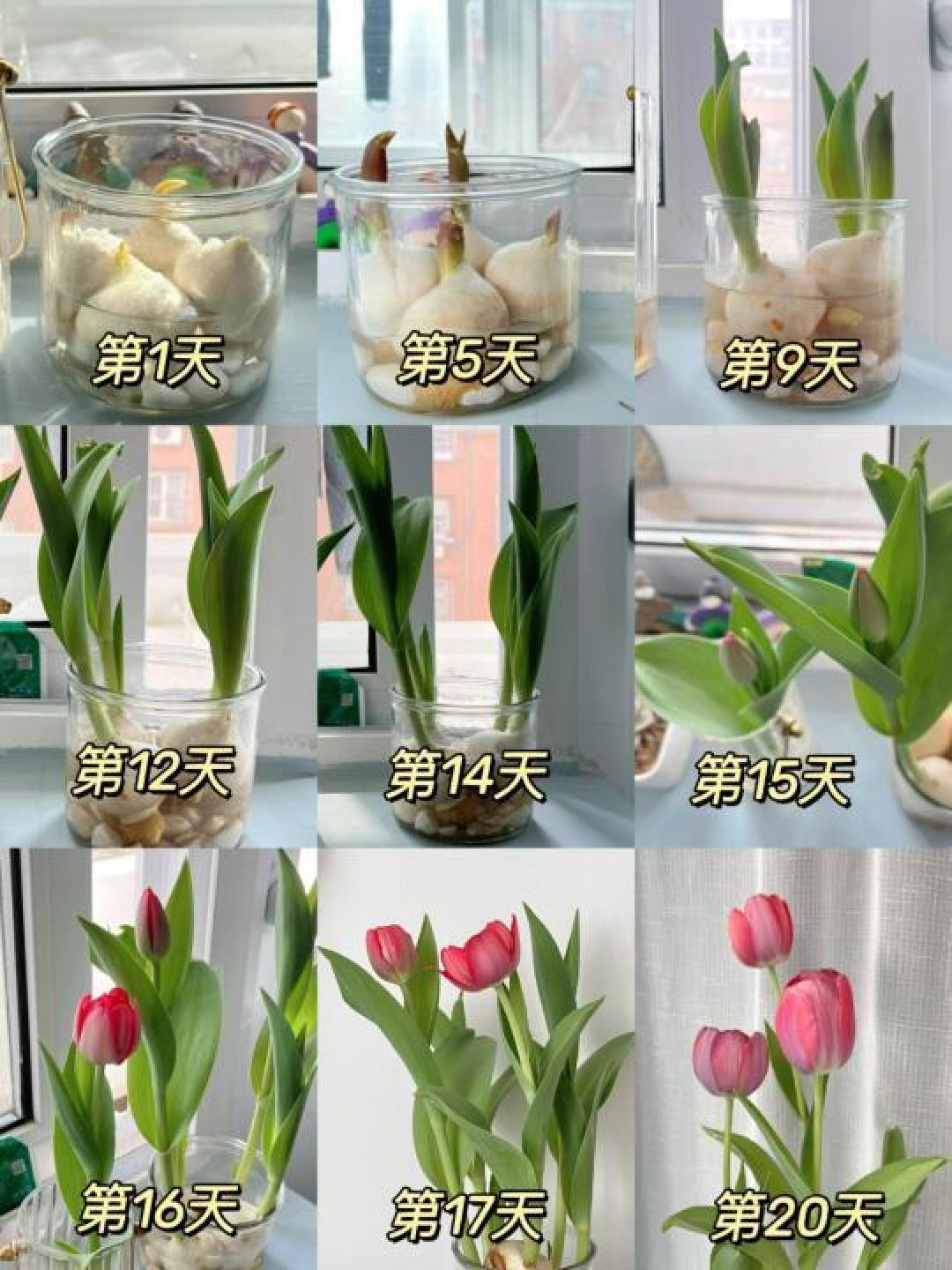 如何在春天种植郁金香：技巧与注意事项详解