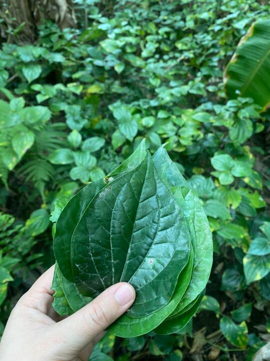 做粽子我要放三张蛤蒌叶