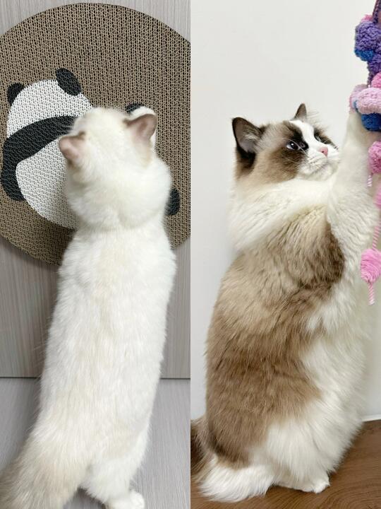 我宣布!干巴小咪逆袭水桶猪咪！