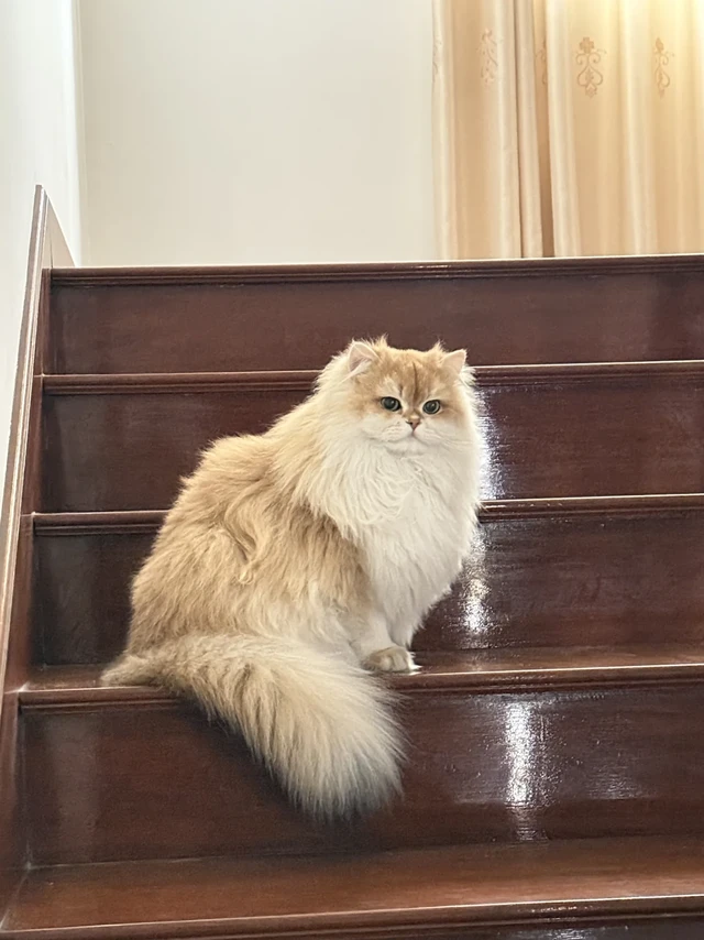 我的猫咪是怎么喂养的？养猫经验分享1